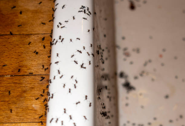 Best Wasp Removal Services  in Brazil, IN