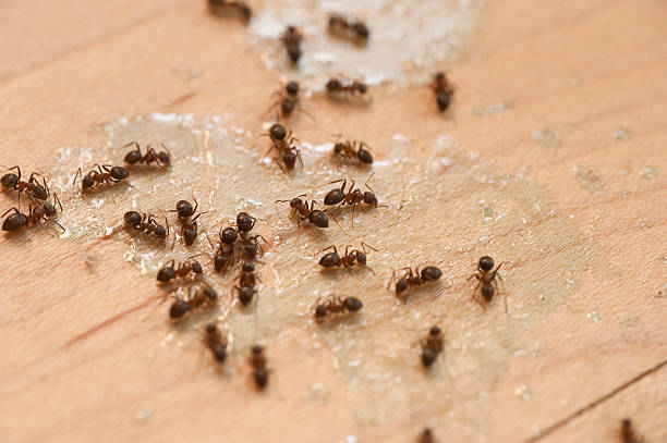 Best Emergency Pest Control  in Brazil, IN