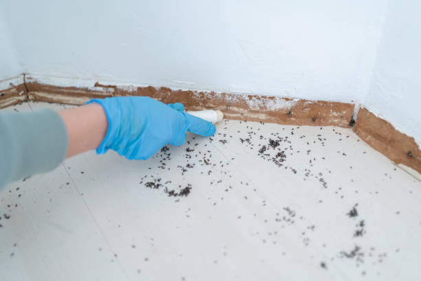 Best Best Pest Control Companies  in Brazil, IN